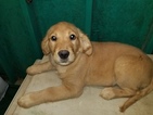 Small Photo #3 Golden Retriever Puppy For Sale in DUVALL, WA, USA