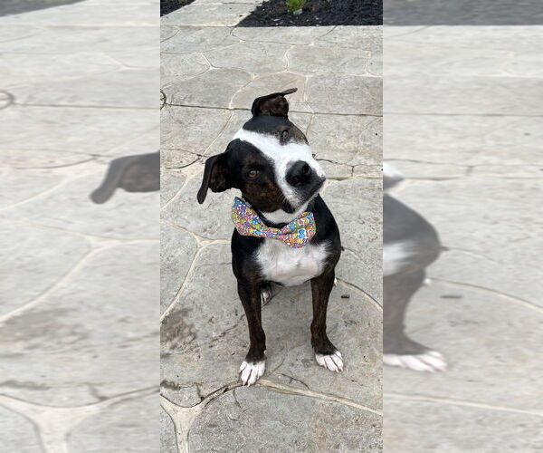 Medium Photo #10 Boxer-Unknown Mix Puppy For Sale in Springdale, PA, USA