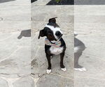 Small #9 Boxer Mix