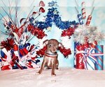 Puppy Symbra Chihuahua