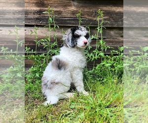 Poodle (Miniature) Puppy for sale in ARLINGTON, WA, USA
