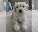 Small Poodle (Miniature) Mix