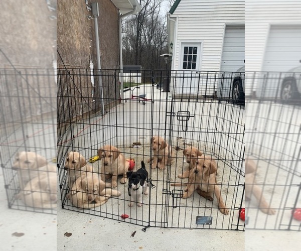 Medium Photo #1 Labrador Retriever Puppy For Sale in NORTH VERNON, IN, USA