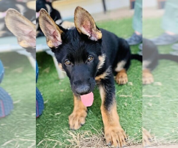 Medium Photo #3 German Shepherd Dog Puppy For Sale in JOSHUA, TX, USA