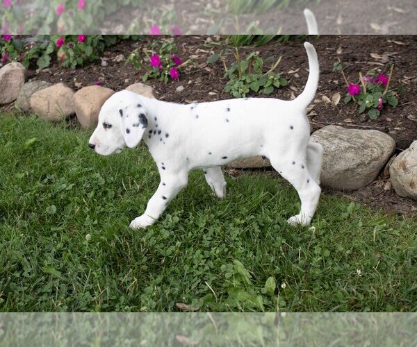 Medium Photo #2 Dalmatian Puppy For Sale in MILLERSBURG, OH, USA