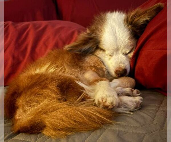 Medium Photo #4 Chihuahua-Unknown Mix Puppy For Sale in Boonton, NJ, USA