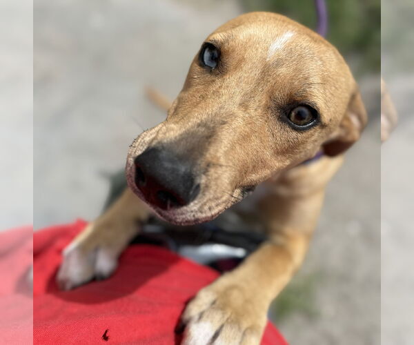 Medium Photo #6 Catahoula Leopard Dog-Unknown Mix Puppy For Sale in Sanford, FL, USA