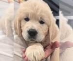 Small #3 English Cream Golden Retriever