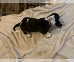 Small Photo #9 Basset Hound Puppy For Sale in MUNCIE, IN, USA
