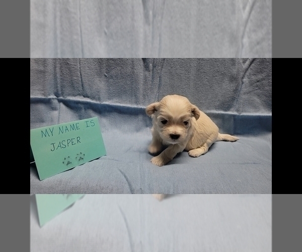 Medium Photo #3 Maltipoo Puppy For Sale in BROOKFIELD, MO, USA