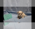 Small Photo #3 Maltipoo Puppy For Sale in BROOKFIELD, MO, USA
