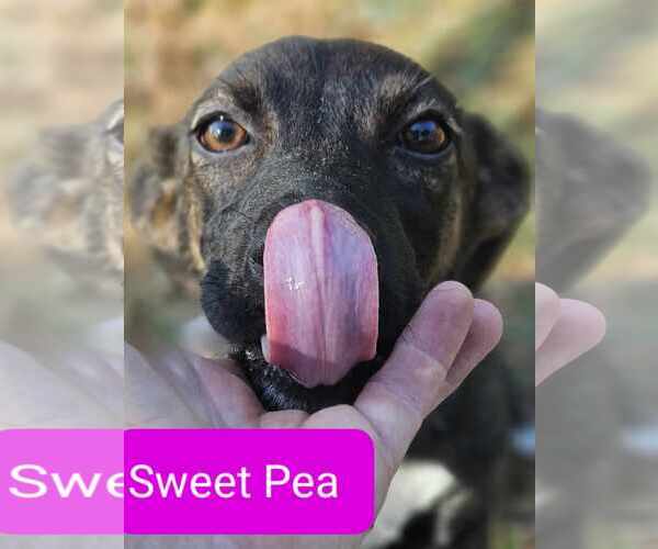 Medium Photo #27 Mutt Puppy For Sale in Wakefield, RI, USA