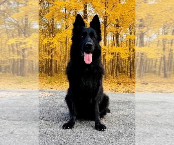 Medium Photo #1 German Shepherd Dog Puppy For Sale in GADSDEN, AL, USA