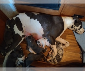 Mother of the Great Dane puppies born on 08/10/2022