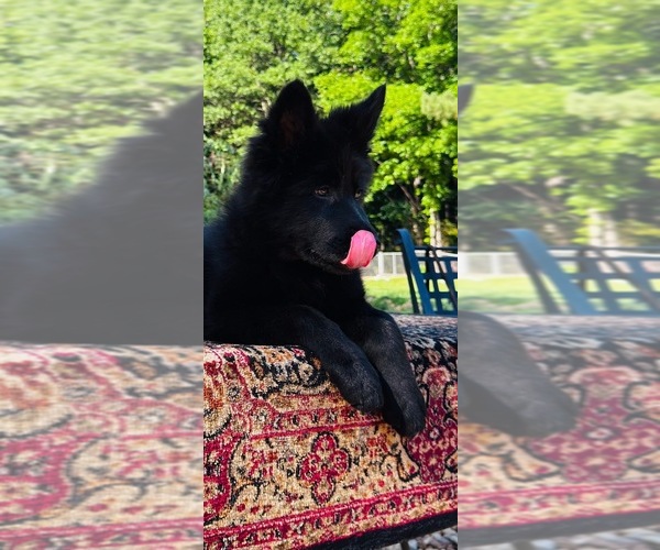 Medium Photo #4 German Shepherd Dog Puppy For Sale in GADSDEN, AL, USA