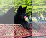 Small #3 German Shepherd Dog