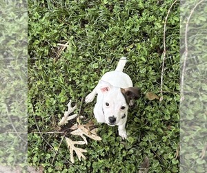 Jack Russell Terrier Puppy for sale in ATLANTA, GA, USA