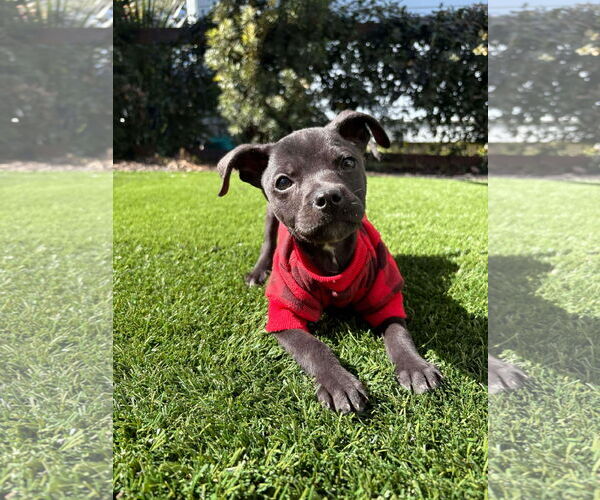 Medium Photo #1 Mutt Puppy For Sale in Mount Pleasant, SC, USA