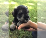 Small Photo #9 Schnauzer (Miniature) Puppy For Sale in MIDDLEFIELD, OH, USA