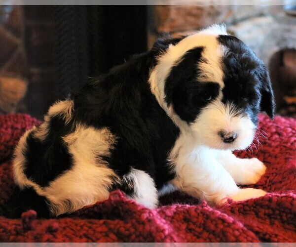 Medium Photo #3 Sheepadoodle Puppy For Sale in STANLEY, VA, USA