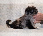 Small #7 Yorkiepoo mix (+ Poodle Toy)