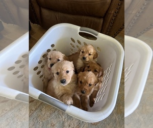 Golden Retriever Puppy for sale in POWERS, OR, USA