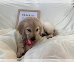 Small Photo #20 Golden Retriever Puppy For Sale in CONWAY, SC, USA