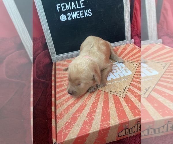 Full screen Photo #2 Golden Retriever Puppy For Sale in ONTARIO, CA, USA