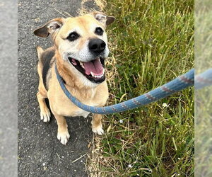 LEWIS - Male German Shepherd Dog-Unknown Mix Dog for Adoption - Photo #2