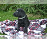 Small #1 Labrador Retriever