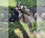 Small #4 German Shepherd Dog