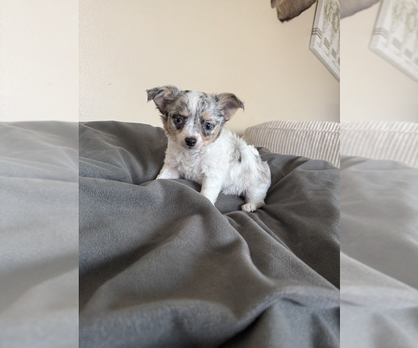 Medium Photo #3 Chihuahua Puppy For Sale in MARCUS, IA, USA