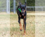 Small #3 Doberman Pinscher