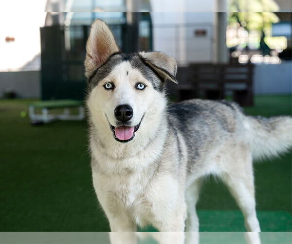Medium Photo #2 Siberian Husky-Unknown Mix Puppy For Sale in Pasadena, CA, USA