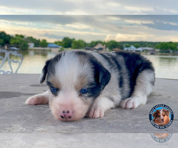 Medium Photo #12 Miniature Australian Shepherd Puppy For Sale in GRANBURY, TX, USA