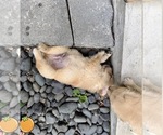 Small Photo #19 Golden Retriever Puppy For Sale in EXTON, PA, USA