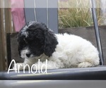 Small Photo #1 Cavapoo Puppy For Sale in CAPON BRIDGE, WV, USA