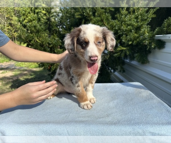 Medium Photo #17 Australian Shepherd Puppy For Sale in HYDEN, KY, USA
