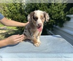 Small #16 Australian Shepherd