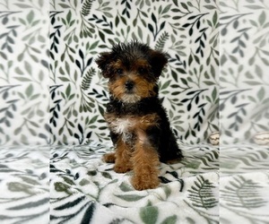 YorkiePoo Puppy for sale in GREENFIELD, IN, USA