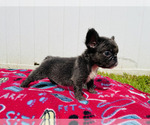 Puppy LUPITA BLUE AKC French Bulldog