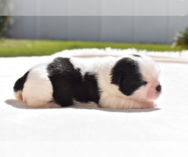 Medium Photo #2 Shih Tzu Puppy For Sale in PALM COAST, FL, USA