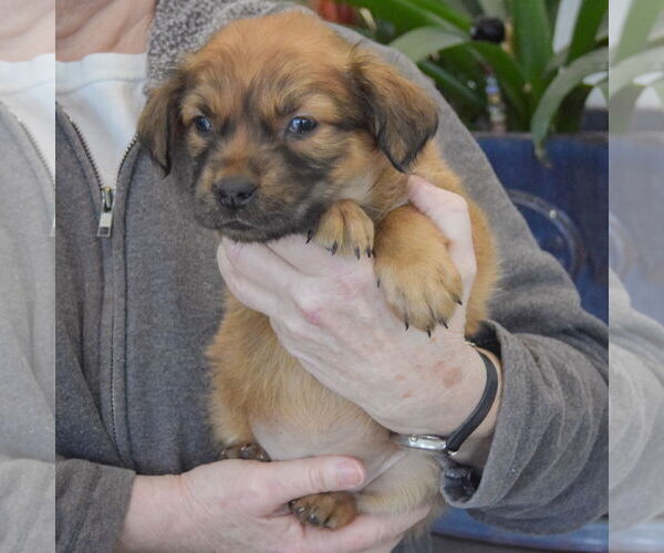 Medium Photo #2 Boxador Puppy For Sale in Huntley, IL, USA
