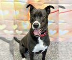 Small #9 Border Collie Mix