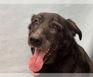 Cardi - Female Shepradors Dog for Adoption - Photo #21