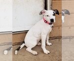 Small Photo #17 Mutt Puppy For Sale in Spotsylvania, VA, USA