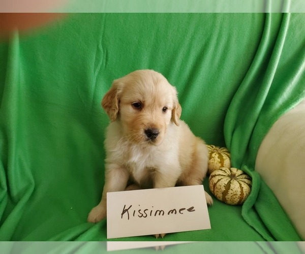 Medium Photo #8 Golden Retriever Puppy For Sale in NORTH UNION, PA, USA