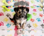 Small #13 Morkie