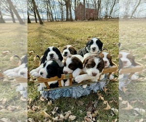 English Springer Spaniel Puppy for sale in NORWOOD YOUNG AMERICA, MN, USA