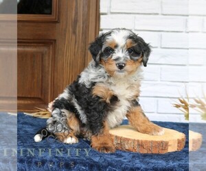 Bernedoodle (Miniature) Puppy for sale in NARVON, PA, USA